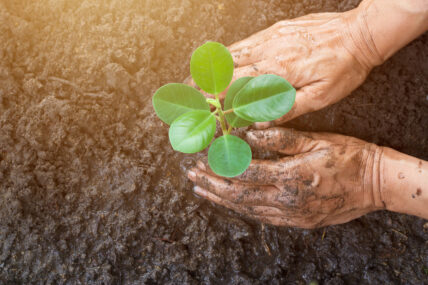 播种5种同年收割